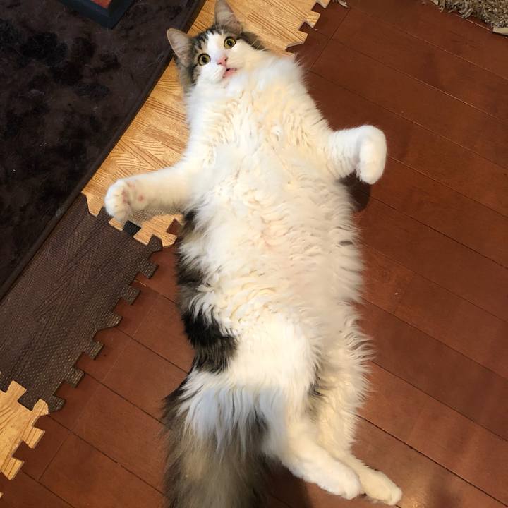 9e4b56f8 1b14 4527 b0f9 95e904d120e7 1560419238932