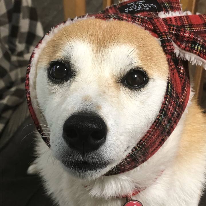 9e4cc330 9406 4c6f afb7 4fbf83c4aa7c 1575265802106