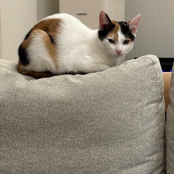 9e56b3a9 6463 4148 9fb4 38d77eabce43 1762521199771