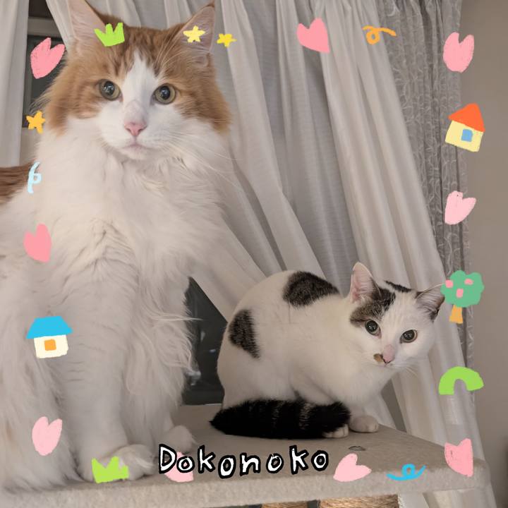 9e56d2ba 9767 4954 b57b dea183fc86bb 1741093170554