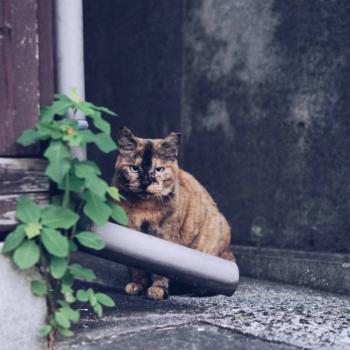 9e5aa733 0641 46ad b039 5fa1a7532e2b 1542290505842