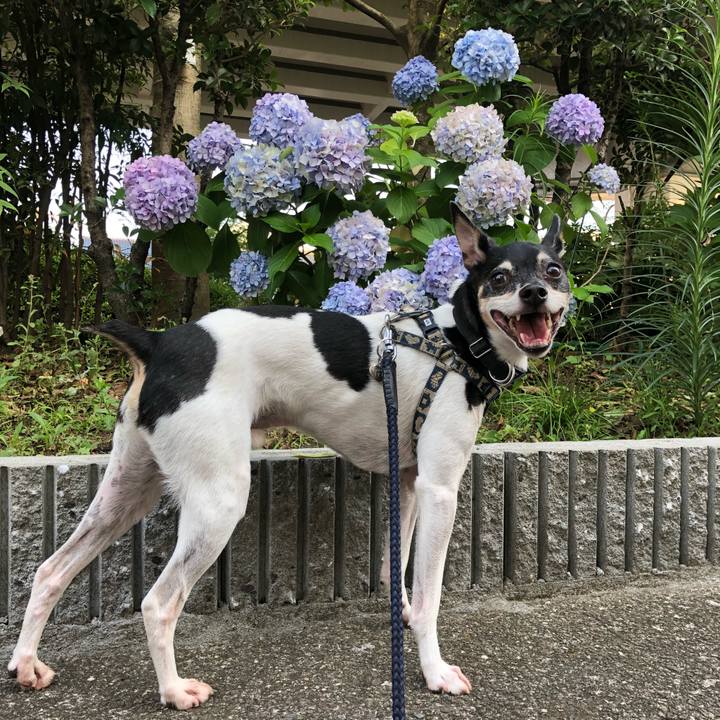 9e5f1c39 608a 4654 8e22 6ba01c7a65ff 1529927482555