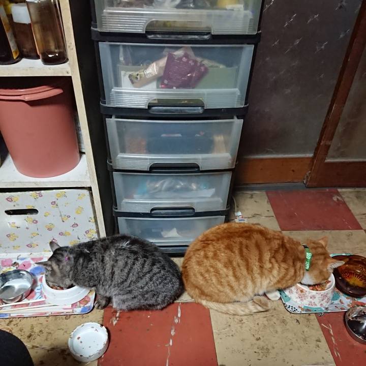 9e606a95 c29b 4de6 bcc2 11f655316c90 1584221234053