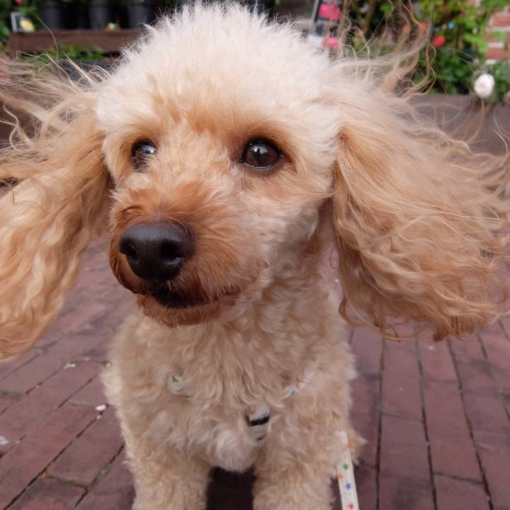 9e62c2a1 1ac4 4f55 9603 faa4a5b00549 1526792961031