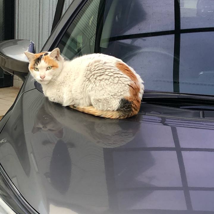 9e664cbb 330c 4f0f a02c 0842bd54440c 1543420966946