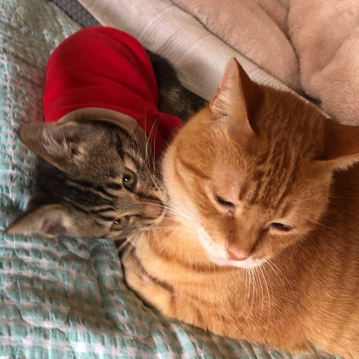 9e686c71 d4c0 4103 8fad d466116280b9 1730000610349