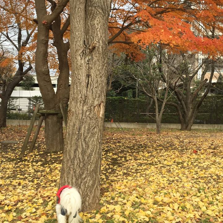 9e690acf 111a 45a3 adaf 8985c21668a7 1512106165104