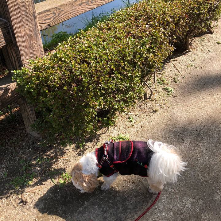 9e6cbb5a d87f 472b a7b1 ea13ea7d3db4 1576187730048