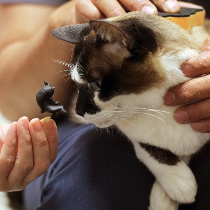 9e6d11be c8c4 4169 b151 6a3b3c38e6e2 1529106826680