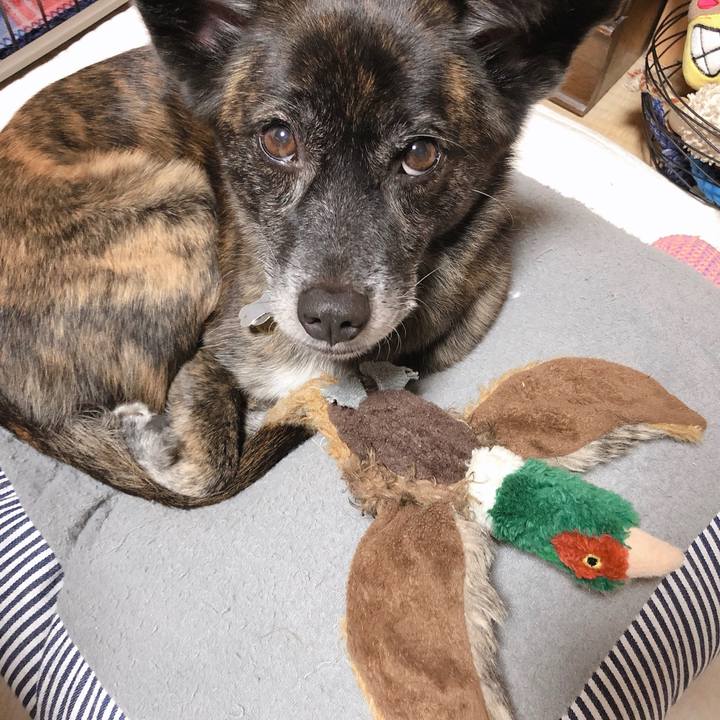 9e6f3f11 c33d 42cf 9558 3293d5aef738 1574172783090