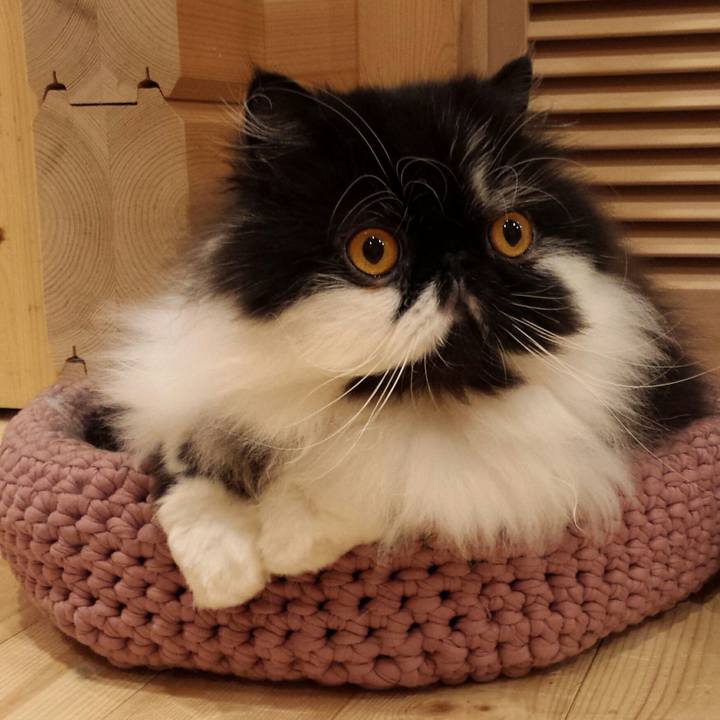 9e70d433 4fc0 40d4 ac48 349bf98b7b63 1526731228221