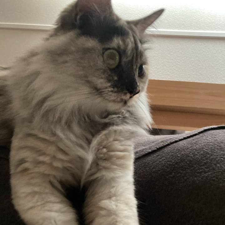 9e7335bf 3251 451c af90 596d9053f9ac 1756604936501