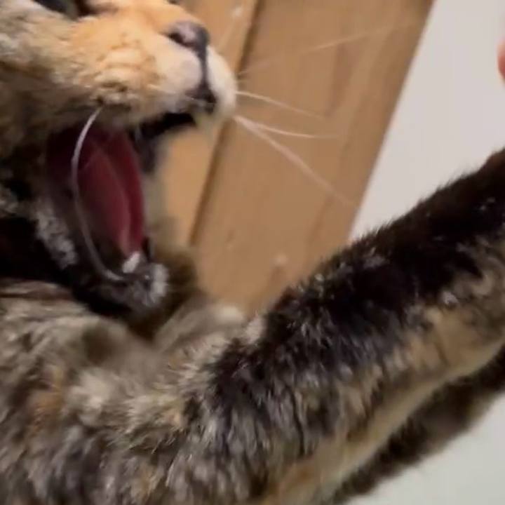 9e73a2c3 c3e9 423e 870b 75d9d6fc7e6e 1775249822924