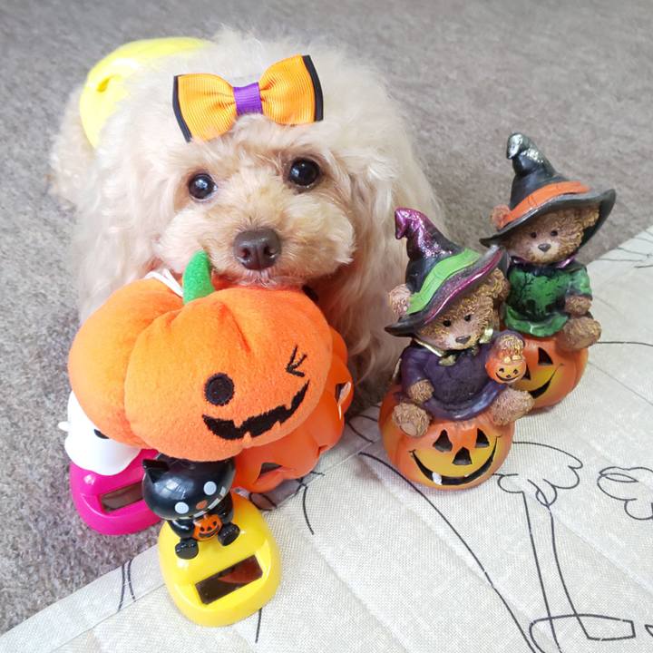 9e74aa68 d205 43e9 a60b 65b7cd9fc7ed 1572526067507