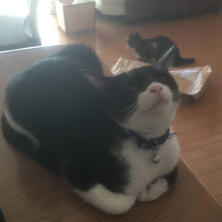 9e774cdb 3a3c 4a4e 8f34 e539bdfab4f7 1513931647451