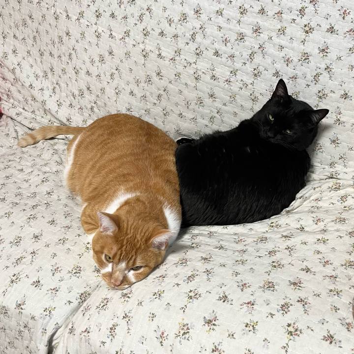 9e77a0d3 4a1d 4014 970f f438a0751555 1701755518123