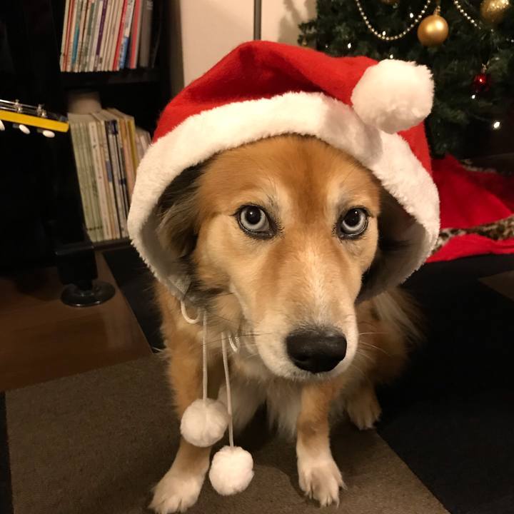 9e790ff6 ab0c 4c55 b687 63d4effdc0a3 1545726641251