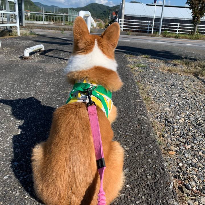 9e79fc32 0d96 4413 823c ff4393cf5f2b 1633219353985