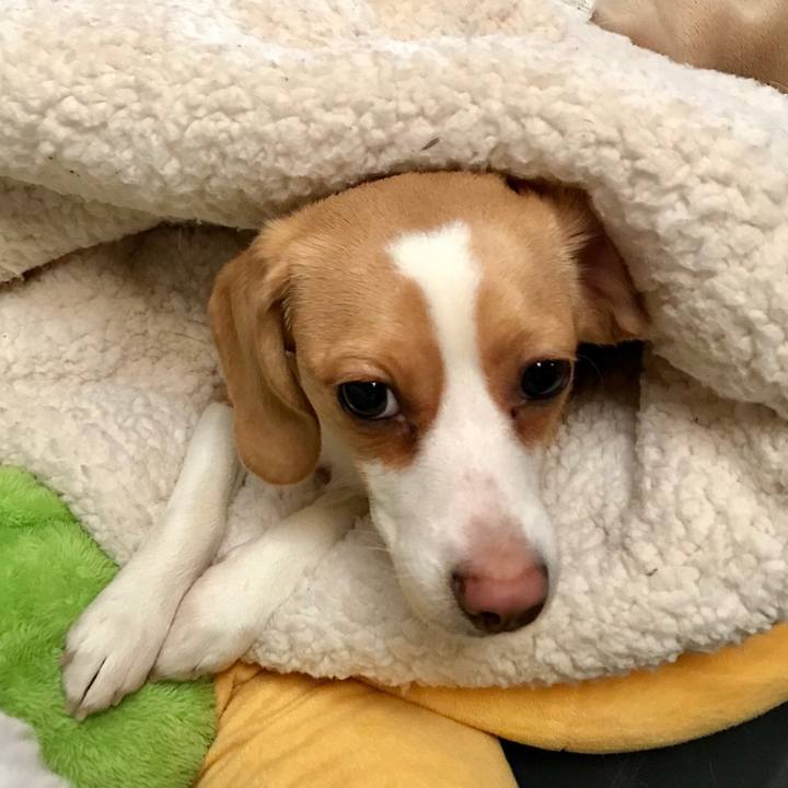 9e7a079f 4251 481f a9ab fb88ca74a95d 1522990388755