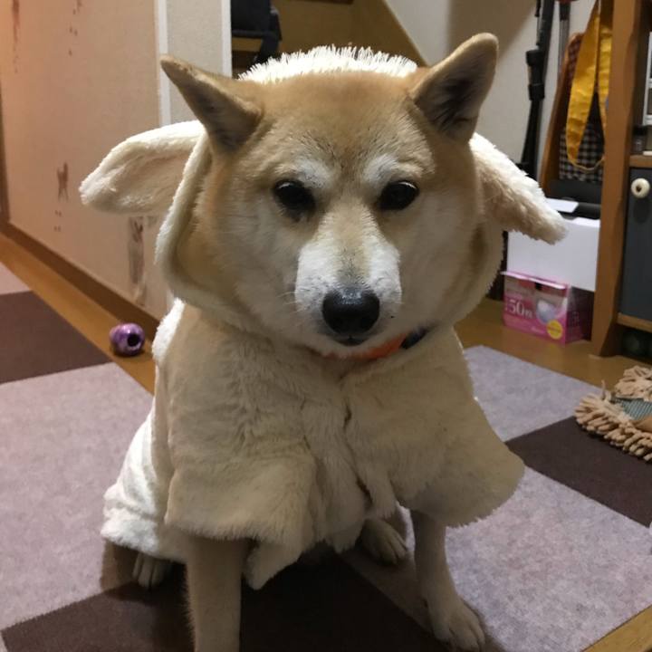 9e7cd580 72b9 4359 9652 559b157a9f56 1547729006778