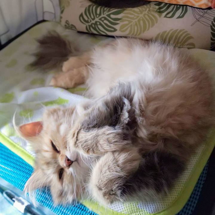 9e7f12d9 f798 4faa ae99 fd92b844d180 1597755585621