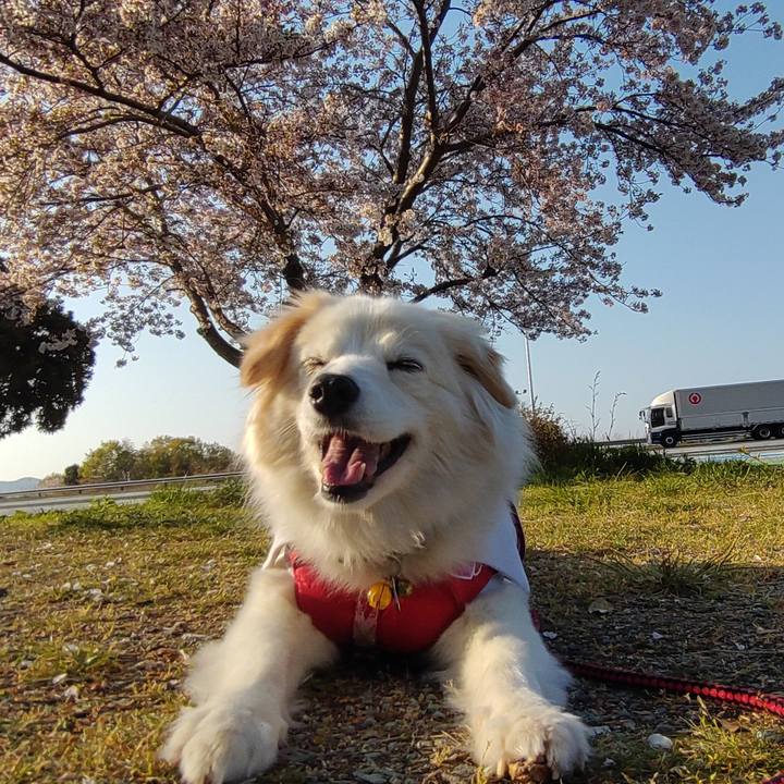 9e82e2b5 5483 456a a069 f0f87888ba4d 1649491045090