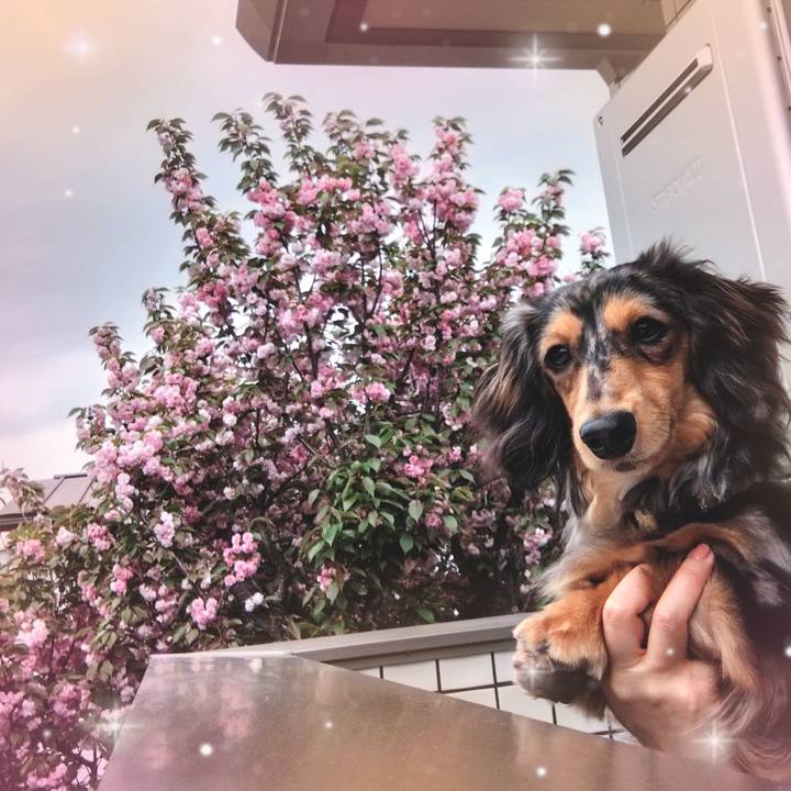 9e836b69 38d9 4678 920a e616308204cf 1713740876915