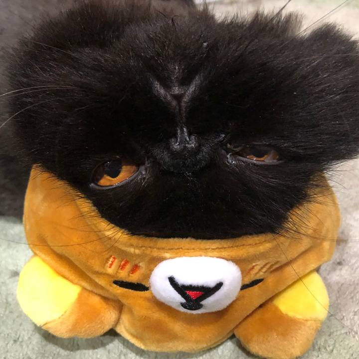 9e84cc5f e896 42d6 913b ffbe28cbdd7b 1625920309155