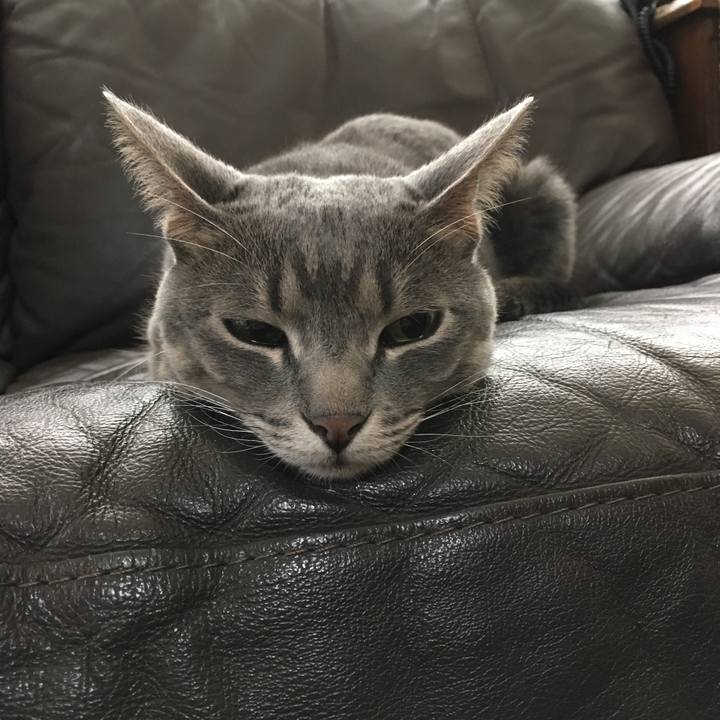 9e8b7c87 0328 4e6f 9c38 8f71fa43c969 1530142123083