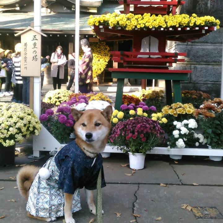 9e8c1639 be19 491c 8820 9e4d3d198a52 1510905796558