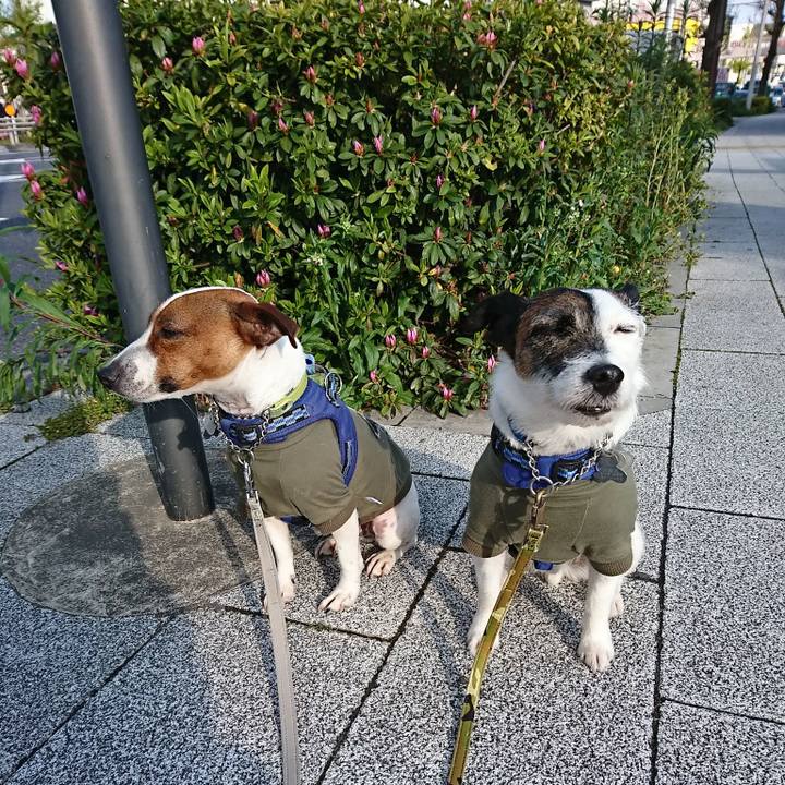 9e8d97f4 0d0a 4f25 b7f1 0b2d8572b26a 1586557269301