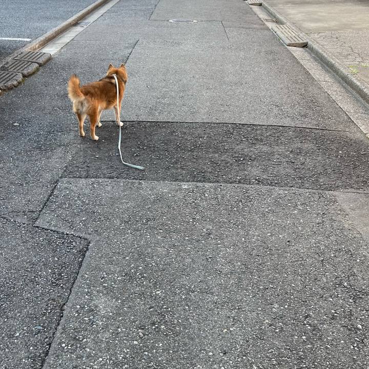 9e8e74b0 56cc 4c49 bf1e aeb70be2c0bf 1742634949864