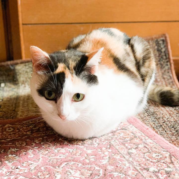 9e91cf20 756c 4886 9b07 a7d8f8cfc053 1565139392679