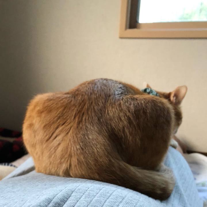 9e92e2ce 2c7e 4076 9586 ddb9f7e58a32 1559814399021