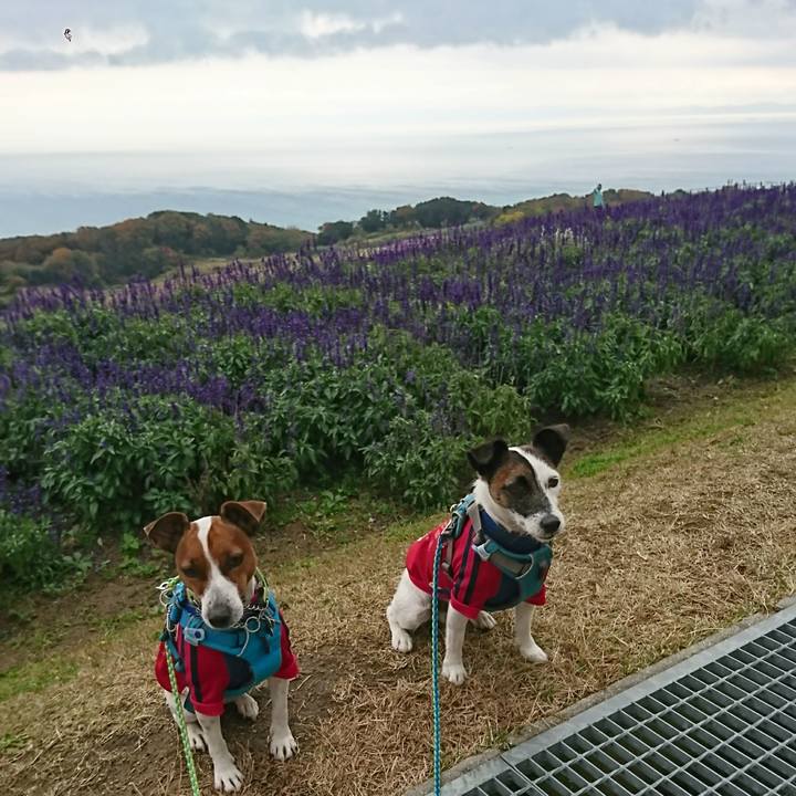 9e949c32 87af 4501 9b88 337c6a5b6be6 1605848830588