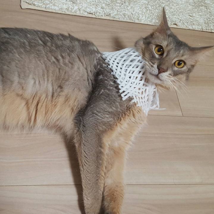 9e95b52e 14fd 45c0 b50e d1fa4ae00129 1532174311317