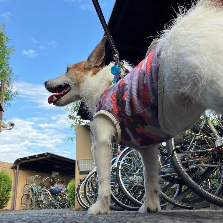 9e9742c1 8500 4157 8460 f15494f0d693 1691189685105