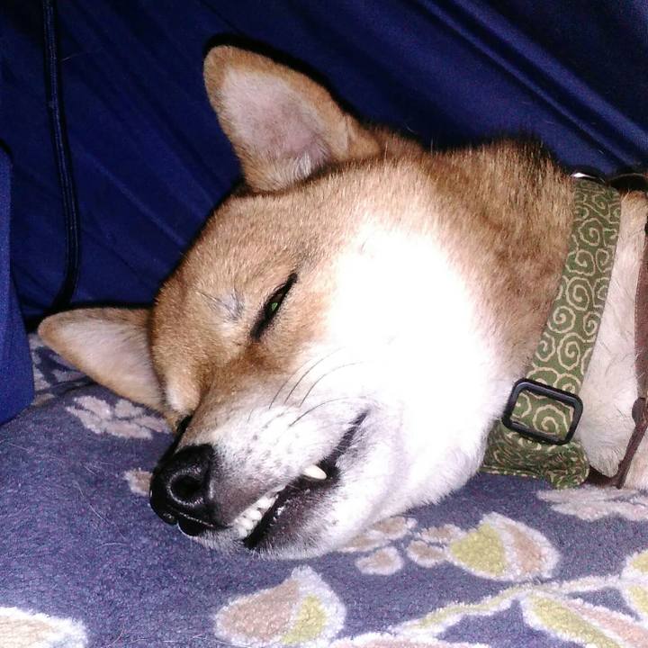 9e999e55 925f 4241 a4a6 03f120364481 1513489769465