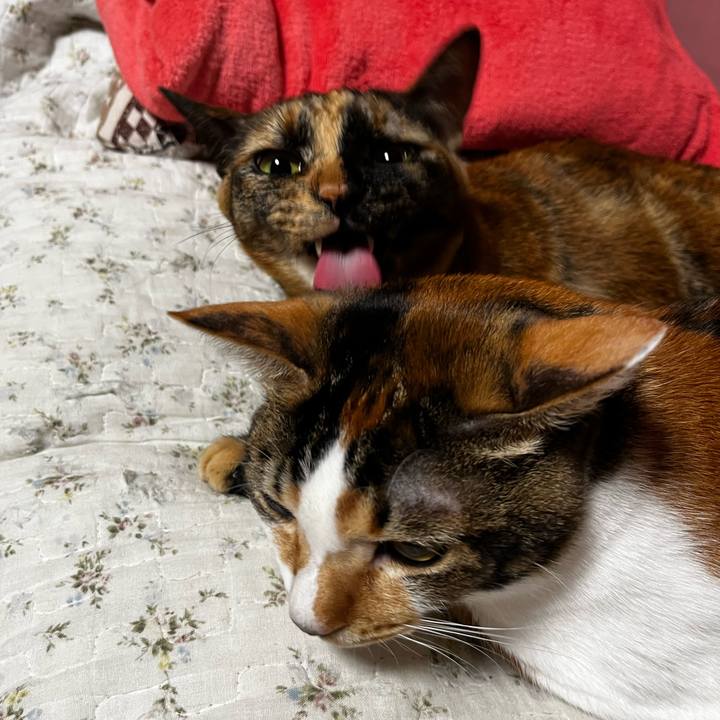 9e9a8e3d 9532 46c1 b612 f54dd1352ab4 1734704397166