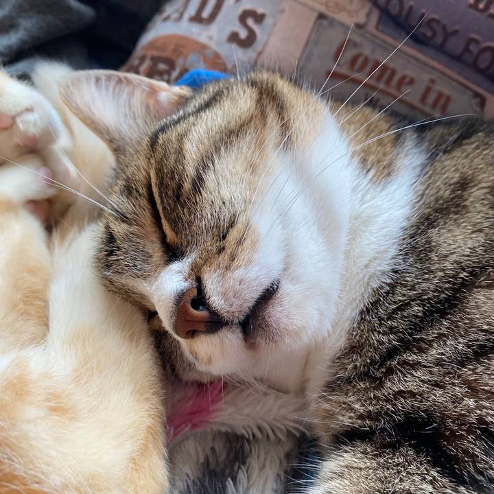 9e9aa3d1 4af6 4da4 a915 6b9a946a9780 1590461534131