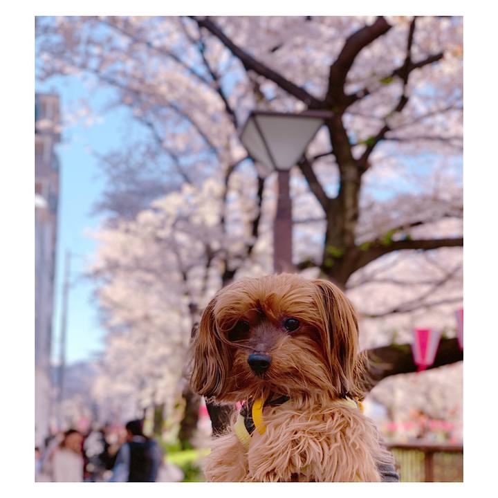 9e9b08f8 6b53 48f7 a80b 3a12be7d9ee6 1554357853034