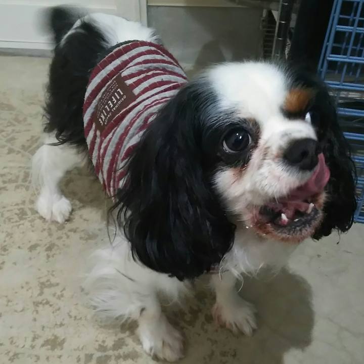 9e9e0e14 63fe 4d49 94c0 60ed1a3c8988 1517287006177