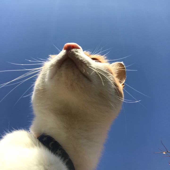 9e9e3c56 c559 4066 9d52 02570f015c34 1510533856619