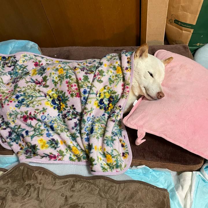 9ea202d0 040a 4d2d 9a5a 0a1737ce970b 1639313192264