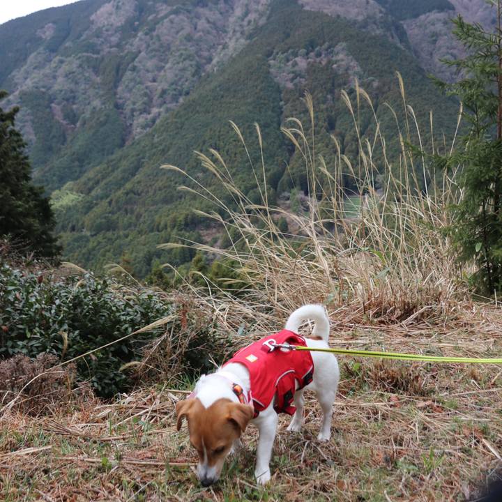 9ea3fd79 d4de 4e4f aeac b3b46bc0d26f 1521269705634