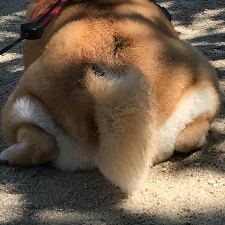 9ea526d6 8c37 40da 810e ed384ec70a71 1526890198225