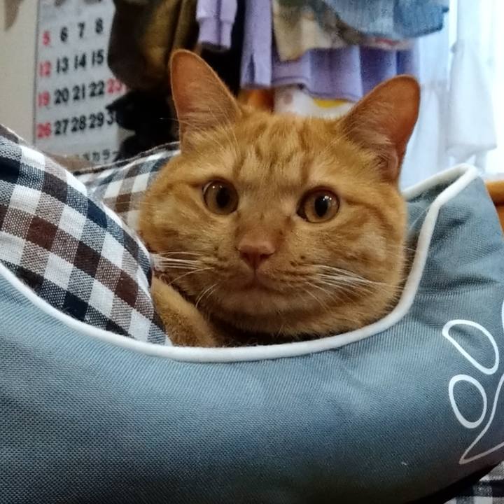 9ea58414 03c4 443a 95dc 4935972eb852 1596519583654