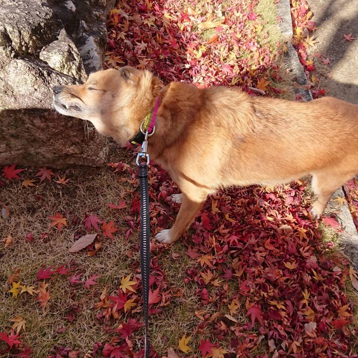 9ea59c12 9d3d 449a 8ace fae39c694c26 1605172141218