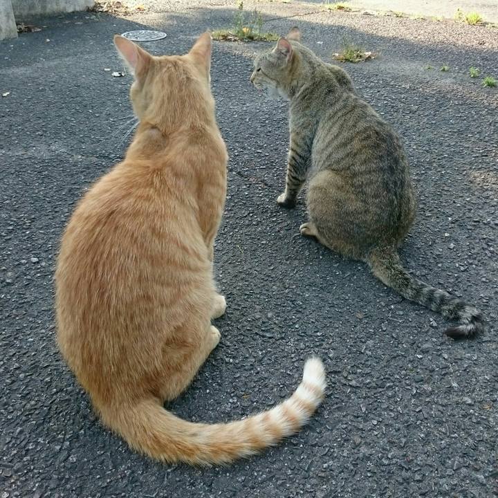 9ea868a5 215f 4a89 b8ae 82f203fe1556 1536589150351