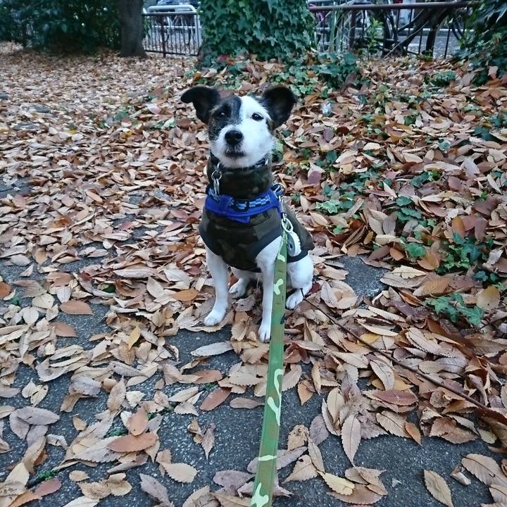 9ea88b45 be19 4f0b a0ff 418b440a89a5 1512253769189